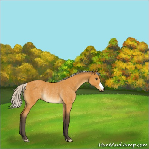 Horse Color:Silver Buckskin Rabicano 
