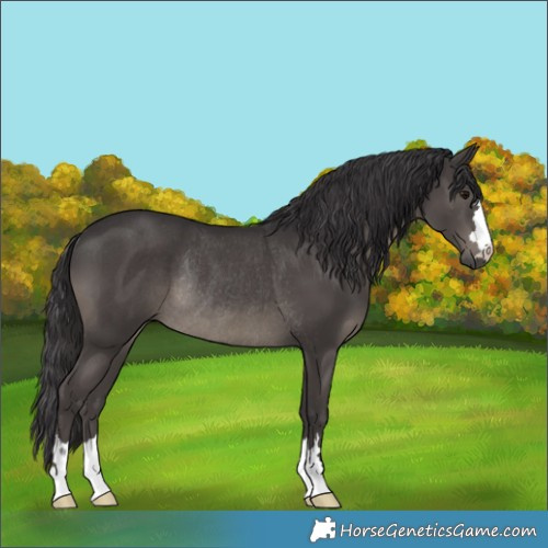 Horse Color:Smoky Black Rabicano 