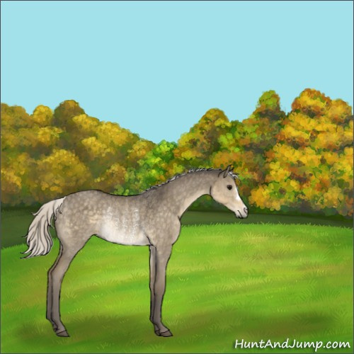 Horse Color:Silver Smoky Grullo Rabicano 