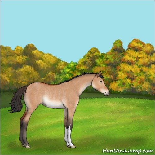 Horse Color:Bay Dun Rabicano 