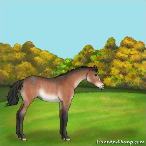Horse Color:Brown Rabicano 