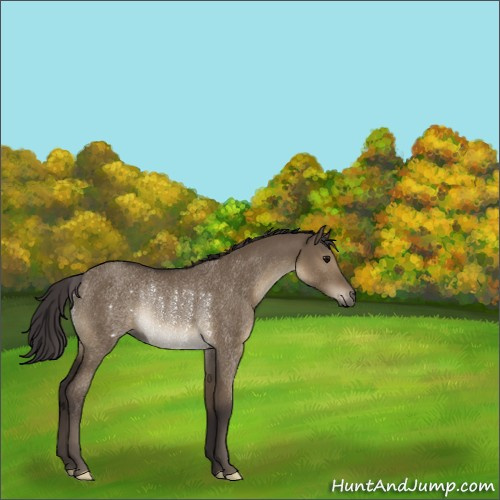 Horse Color:Smoky Grullo Rabicano 
