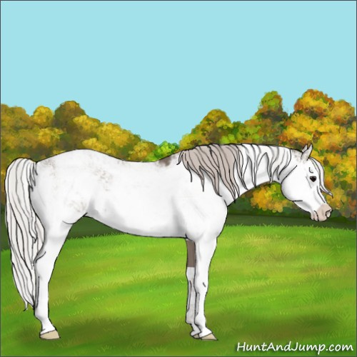 Horse Color:Silver Grullo Sabino Rabicano 