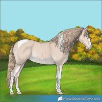 Horse Color:Smoky Creme Tobiano Rabicano 