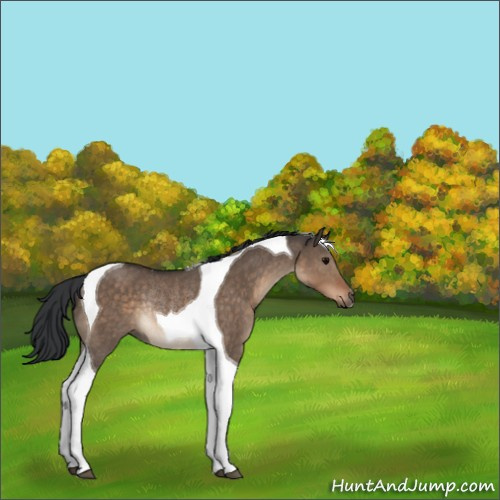Horse Color:Brown Dun Tobiano Rabicano 