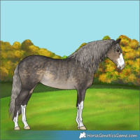 Horse Color:Silver Smoky Black Rabicano 