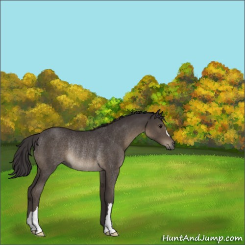 Horse Color:Smoky Black Rabicano 