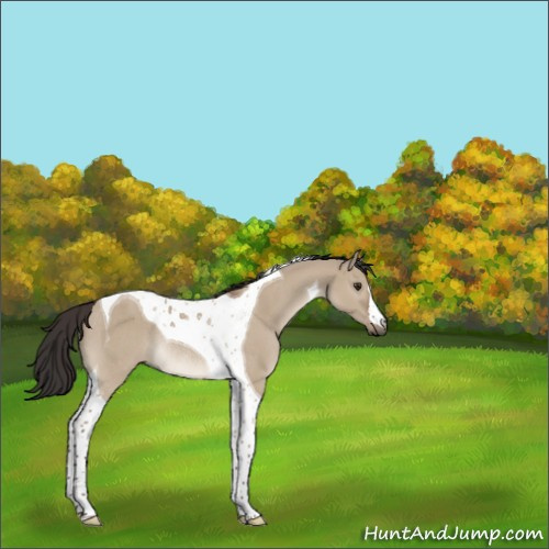 Horse Color:Bay Dun Tobiano Rabicano 