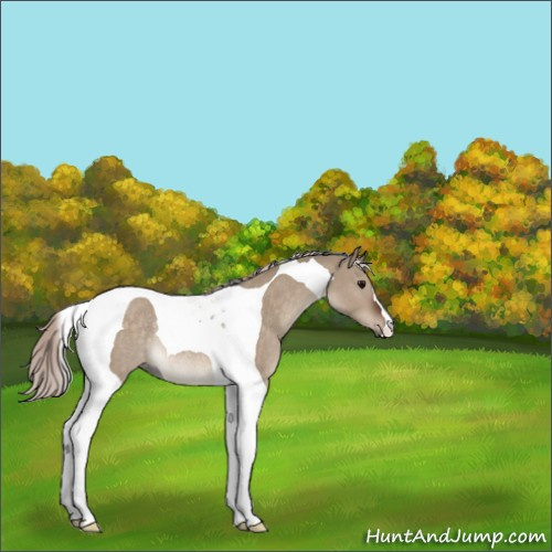 Horse Color:Silver Brown Dun Tobiano Rabicano 