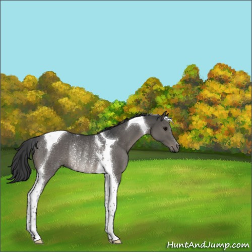 Horse Color:Black Tobiano Rabicano 