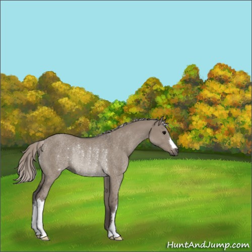 Horse Color:Silver Grullo Rabicano 