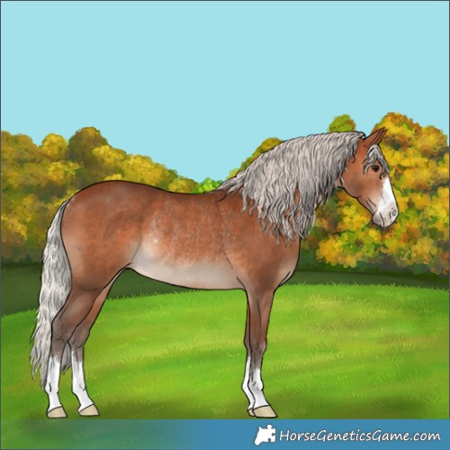 Horse Color:Silver Brown Rabicano 