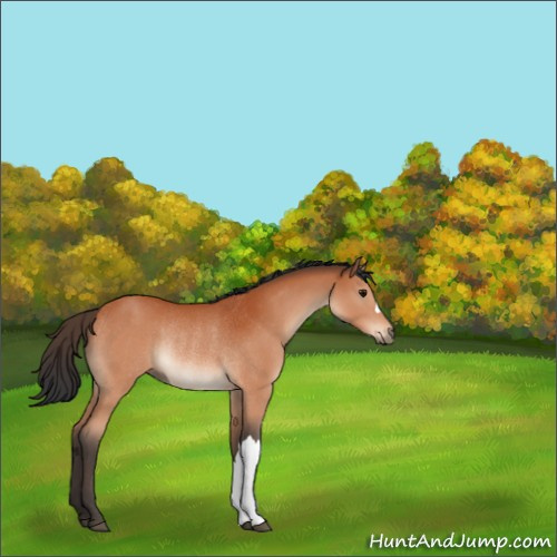 Horse Color:Bay Rabicano 