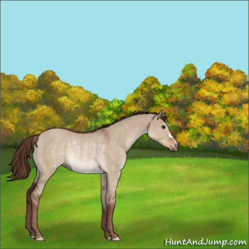 Horse Color:Liver Red Dun Rabicano 
