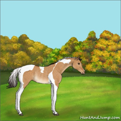 Horse Color:Buckskin Dun Tobiano Rabicano 