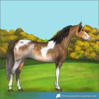 Horse Color:Buckskin Tobiano Rabicano 