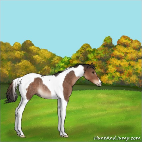 Horse Color:Liver Chestnut Tobiano Rabicano 