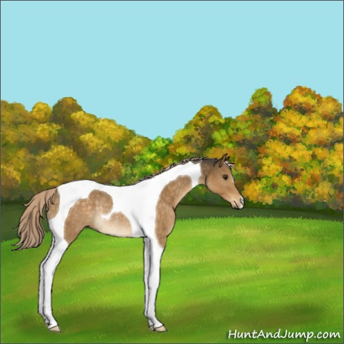 Horse Color:Chocolate Palomino Tobiano Rabicano 