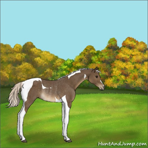 Horse Color:Silver Smoky Black Tobiano Rabicano 