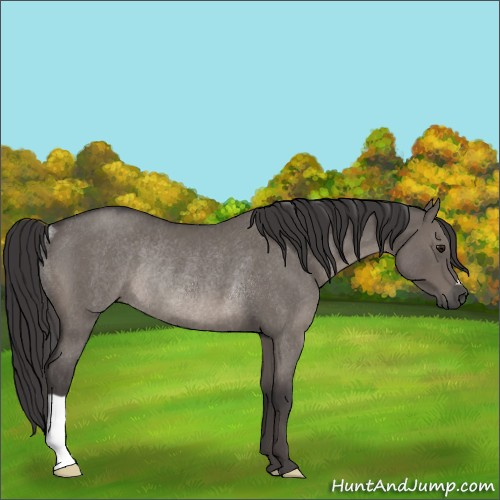 Horse Color:Smoky Grullo Roan Rabicano 