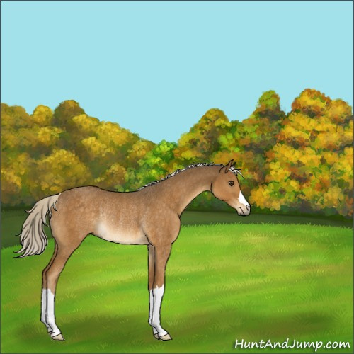 Horse Color:Chocolate Palomino Rabicano 