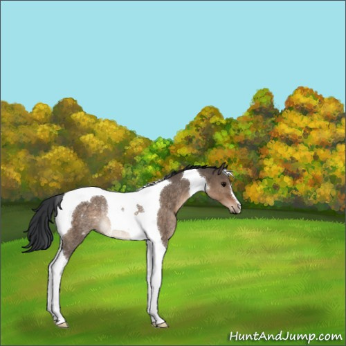 Horse Color:Brown Dun Tobiano Rabicano 