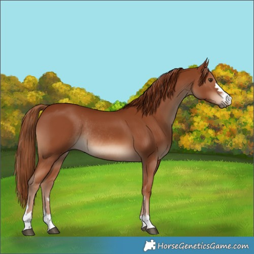 Horse Color:Chestnut Rabicano 