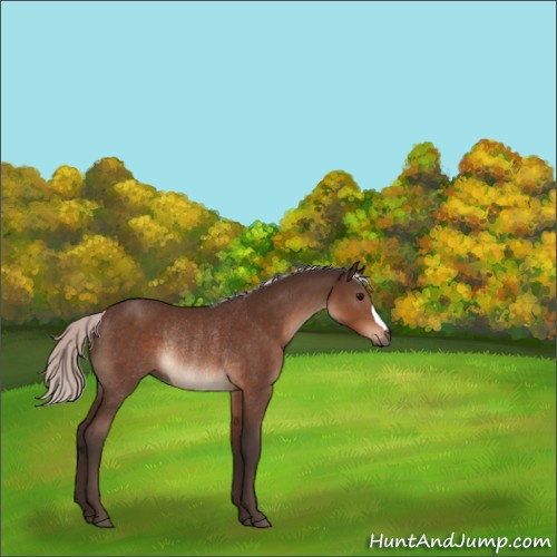 Horse Color:Silver Brown Rabicano 
