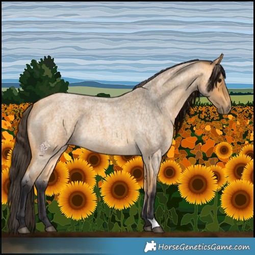 Horse Color:Buckskin Roan 