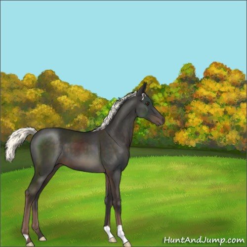 Horse Color:Liver Chestnut Mushroom 
