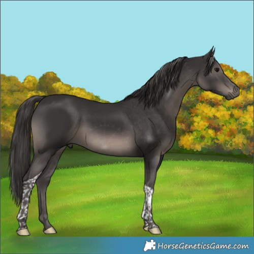 Horse Color:Smoky Black Tobiano Rabicano 