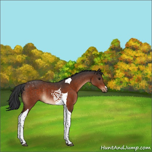 Horse Color:Bay Tobiano Rabicano 