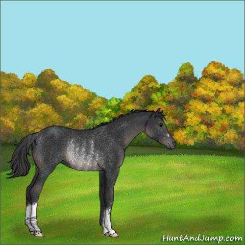 Horse Color:Black Rabicano 