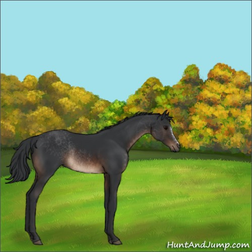 Horse Color:Brown Rabicano 