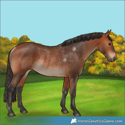 Horse Color:Bay Rabicano 