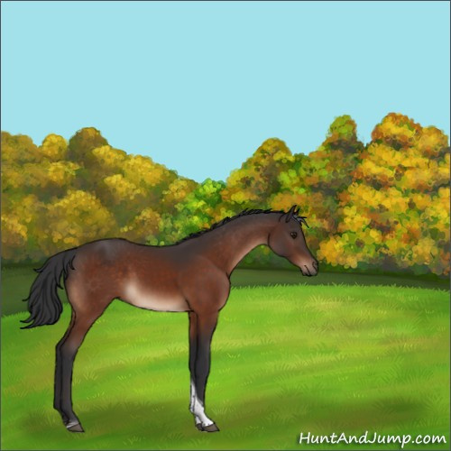 Horse Color:Brown Tobiano Rabicano 