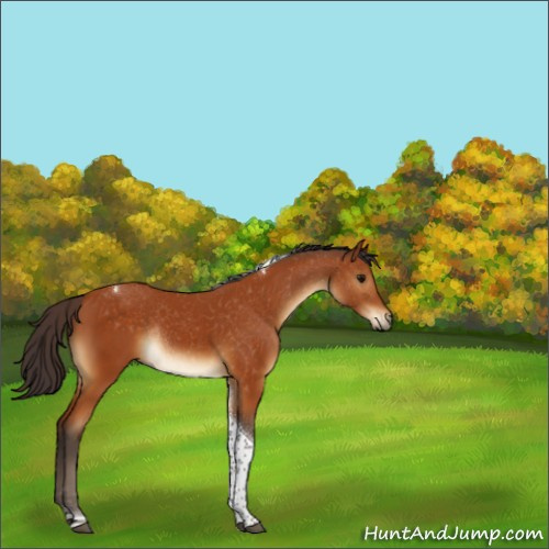 Horse Color:Buckskin Tobiano Rabicano 