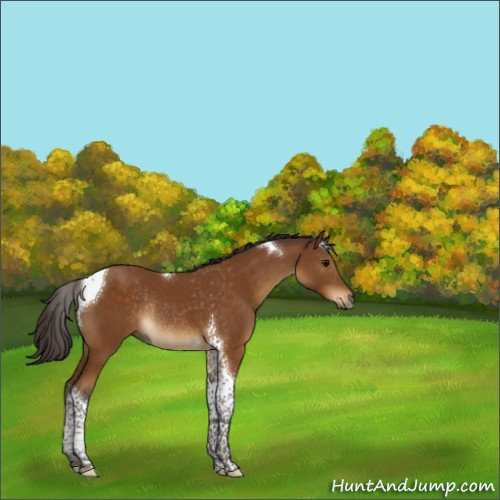 Horse Color:Buckskin Tobiano Rabicano 