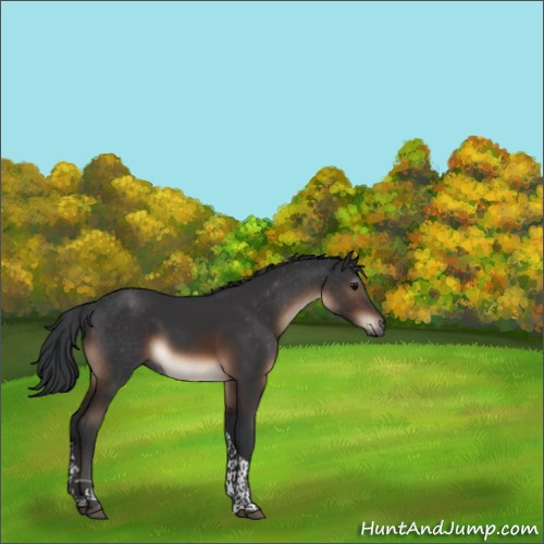 Horse Color:Brown Tobiano Rabicano 