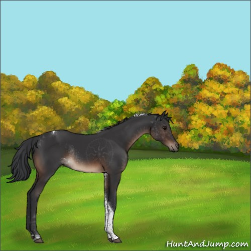 Horse Color:Brown Tobiano Rabicano 