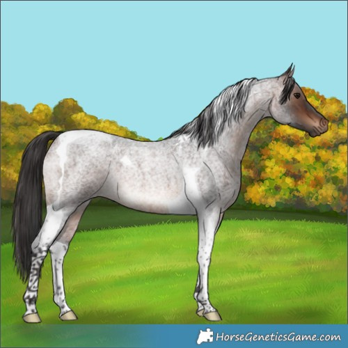 Horse Color:Brown Roan Tobiano Rabicano 
