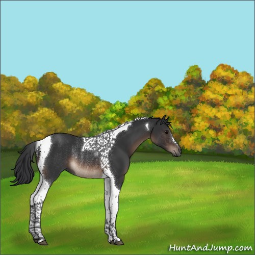 Horse Color:Brown Tobiano Rabicano 