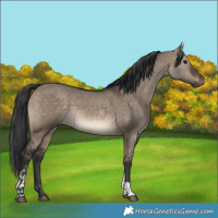 Horse Color:Brown Dun Tobiano Rabicano 