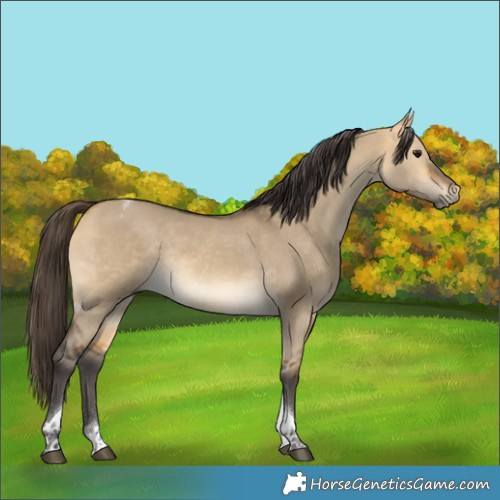 Horse Color:Buckskin Dun Tobiano Rabicano 