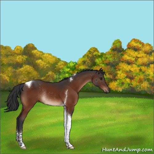 Horse Color:Brown Tobiano Rabicano 