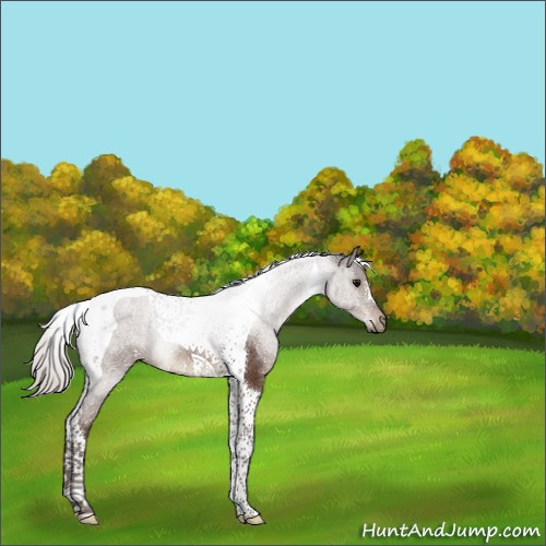 Horse Color:Silver Brown Tobiano Rabicano 