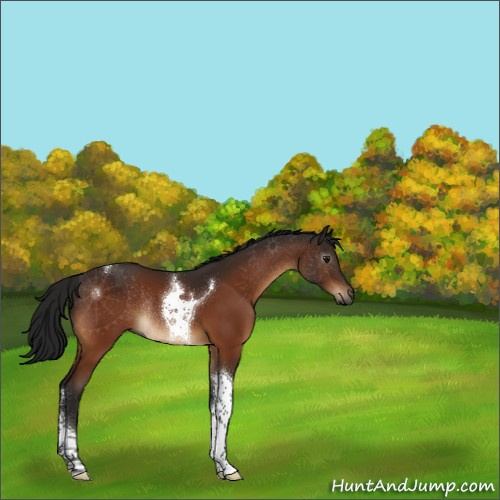 Horse Color:Gray Bay Tobiano Rabicano 