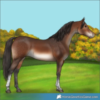 Horse Color:Brown Tobiano Rabicano