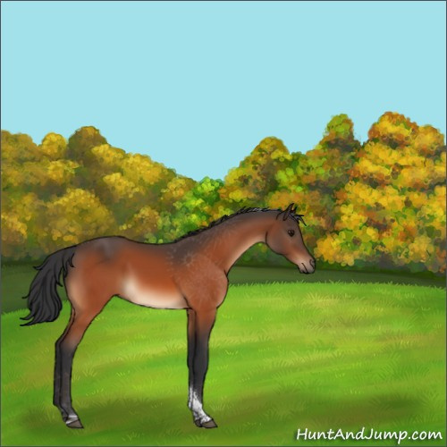 Horse Color:Bay Tobiano Rabicano 