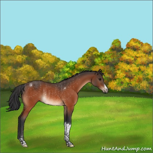 Horse Color:Bay Rabicano 